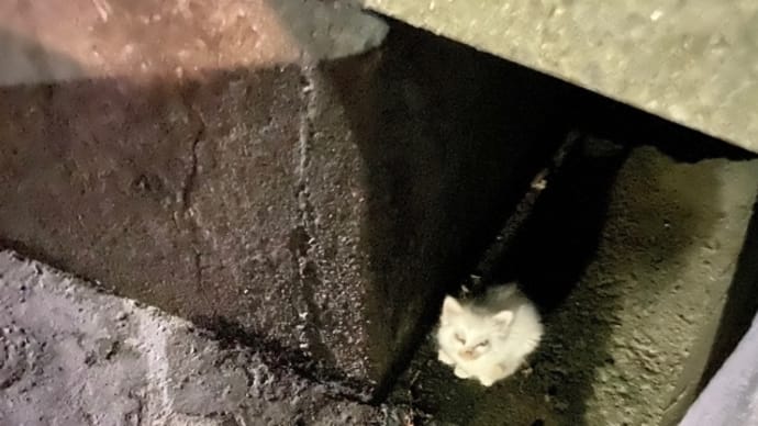ヒメを保護して1年、今日を誕生日と認定! 1歳おめでとうヒメ、トノと仲良くね♪