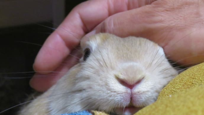うさぎ学長!わちゃまる君!(その72)美味しく、わちゃまる君
