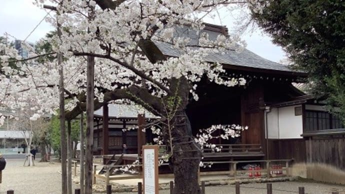 桜が満開の靖国神社