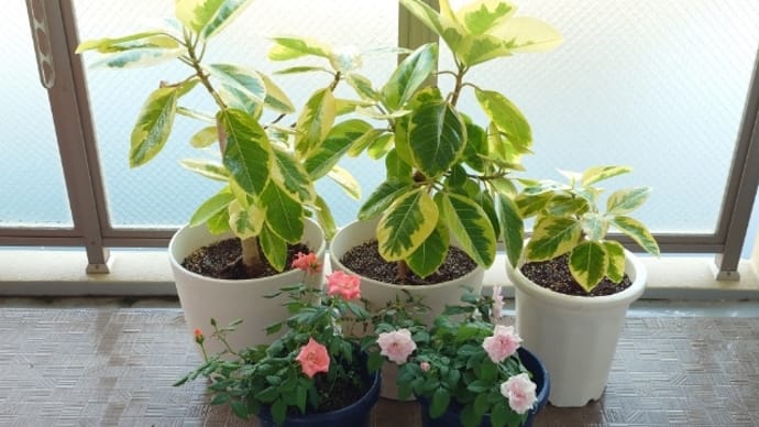 本日も良い一日をお過ごしください☺️