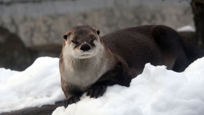 ZOOMOのアイドル　カナダカワウソのカエデさん