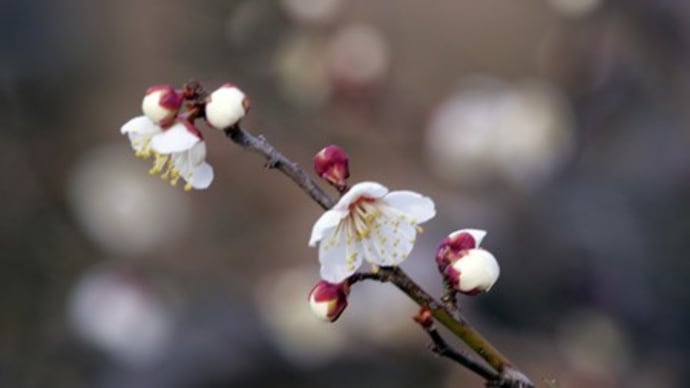 百梅園の梅(続き)