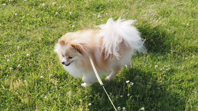 母の日