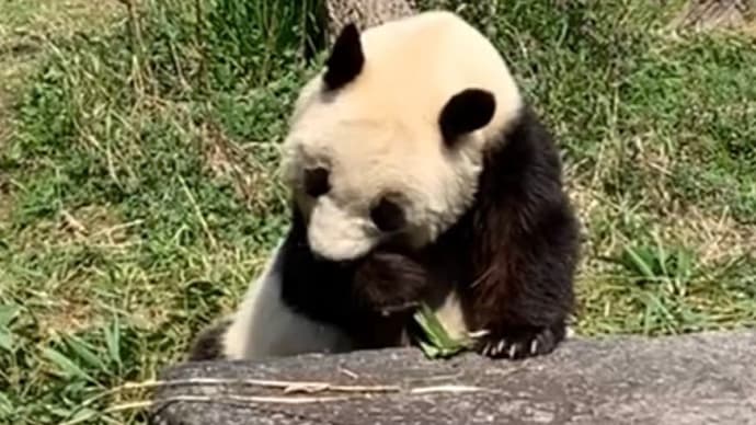 2019年春 王子動物園のジャイアントパンダ タンタン