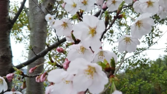 お庭の桜（5）