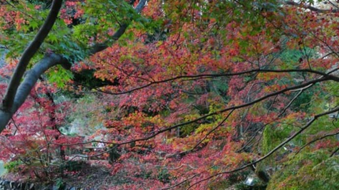 紅葉まつり2020