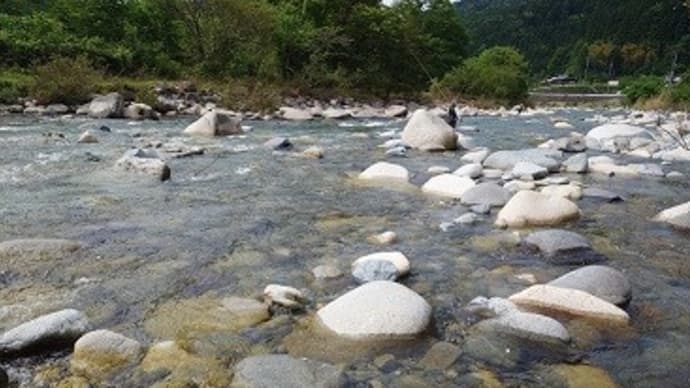 解禁3日目の付知川弾丸!釣行!