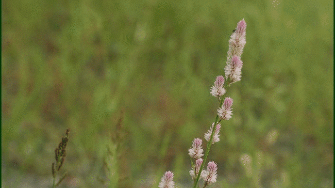 空地の雑草の中で、草丈の高い「ノゲイトウ」の花が咲いているのに気が付き・・・