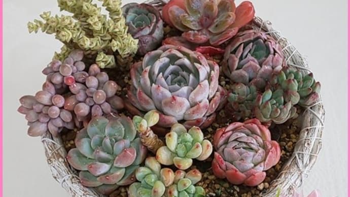 多肉植物10(星になった韓国苗2)