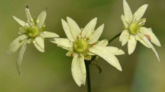 鉢植えの大文字草(6) 「大宇宙」