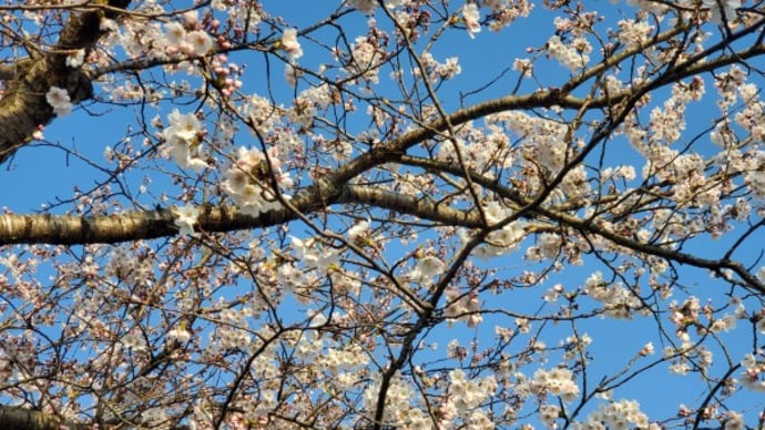 庭の様子~桜やツツジ&その他~
