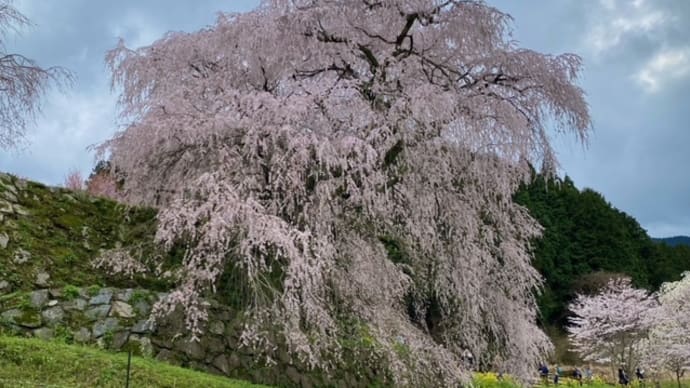 お花見 2024〜奈良・又兵衛桜〜