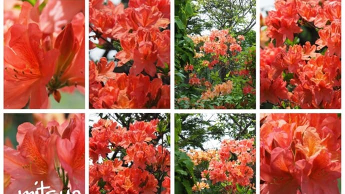 「蓮華躑躅の花が咲きました」 MY GARDEN 2025.05.28日撮影