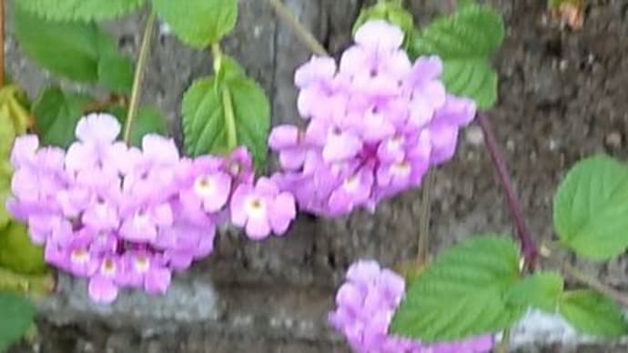 家の周りの花達