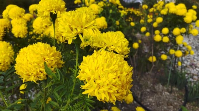 マリーゴールド：黄色の花が満開