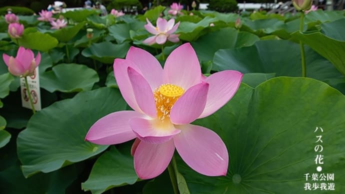 花ひらく音色が・・・。