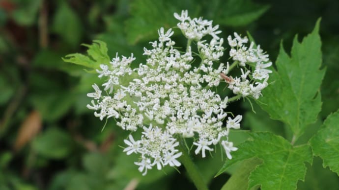 栂池自然園の花 7月31日 その2 9種