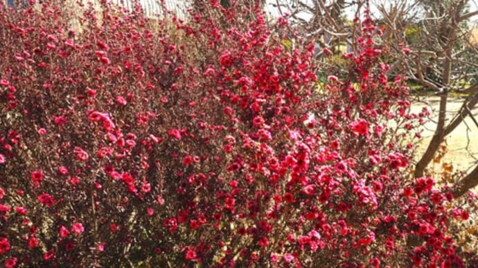 花散歩・夢の島熱帯植物館:ギョリュウバイ