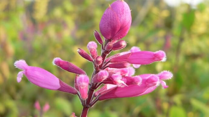 秋~冬の花:サルビア・インボルクラタ
