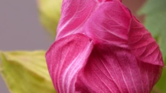 冬でも美しい姿を見せてくれる芙蓉の花