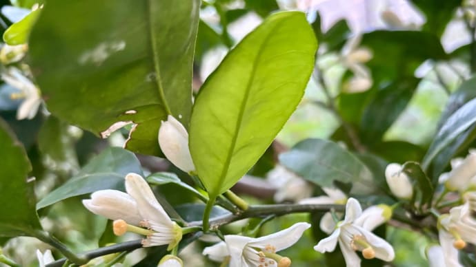 みかんの花