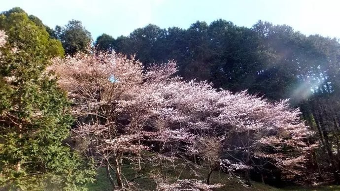 04/02思い出の桜見物の旅-7（うきは市：合所ダムの桜、つづら棚田、長岩城址）