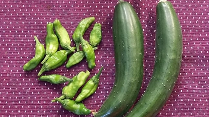 🚿今日の屋上菜園👀8/26(土)②スナップえんどう種まき🌱