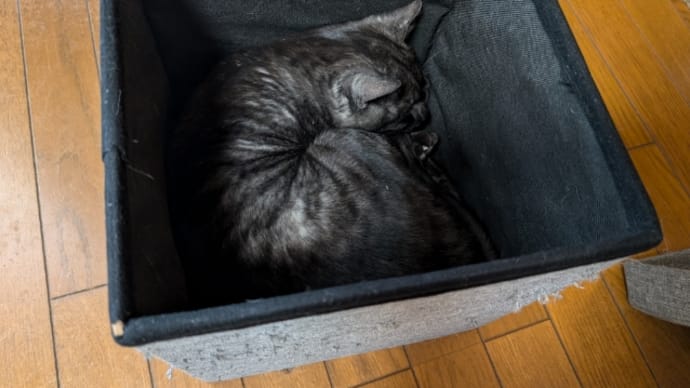 箱入りなんです o(^・x・^)wニャオン