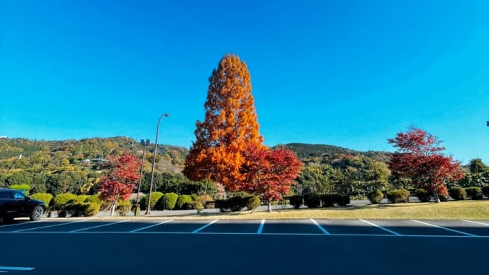 来年も行こう!と決めた場所🌲