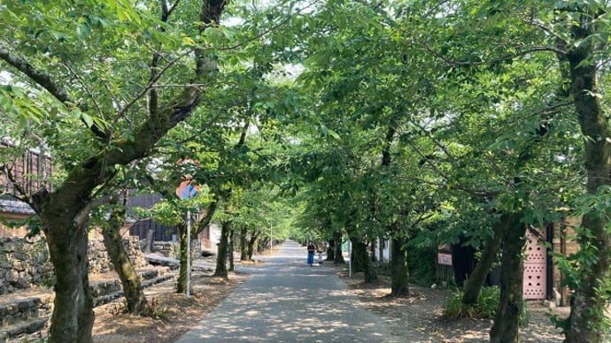 桜の名所 杉の馬場