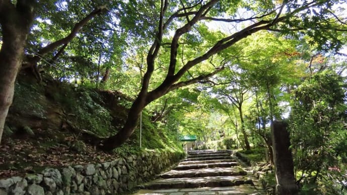 化野念仏寺 竹林と女性