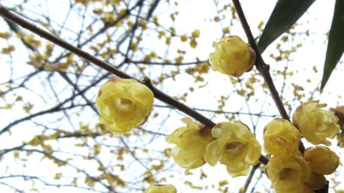 今日の花(ロウバイ)