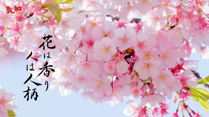 桜を愛でながら日本酒を飲る!至福のひとときです!