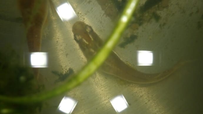 メダカの学校 新入生続々、、、、、、、、の巻き。