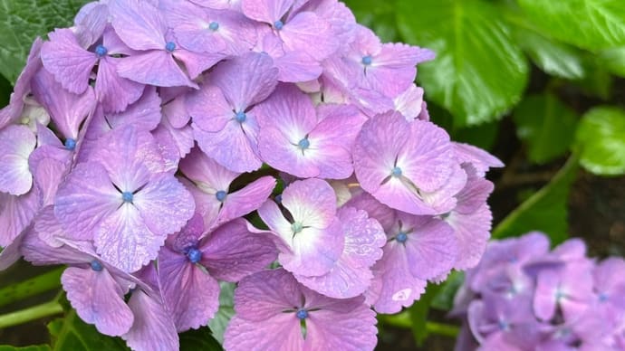 梅雨入りしてからのご相談