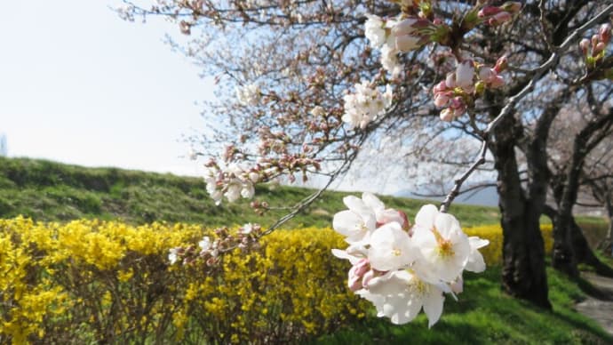 大変だ～！桜が咲いちゃった～！