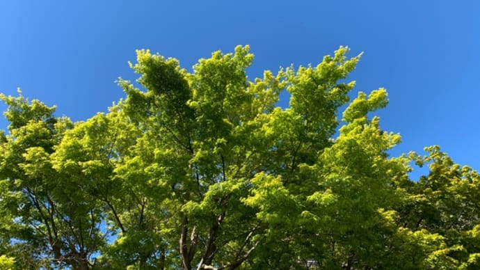 オサンポ walk - 空sky: 青紅葉 a greenery maple