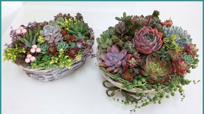 多肉植物13(星になった国産苗2かご寄せ植え)