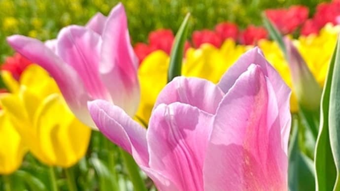 福生の多摩川中央公園のチューリップが見頃。(一部加筆しました)