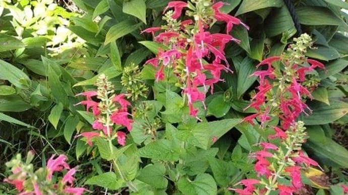 こぼれ種で咲いた、サルビアの赤い花・・・と鉢植えのミニザクロ・・・。