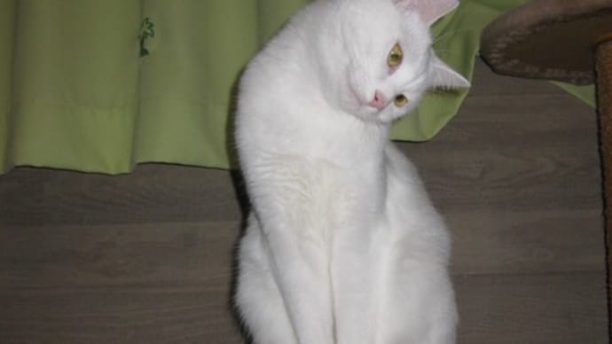 Gooブログ Goo Blog ハッシュタグ 猫 白猫 可愛い 動物 面白い 行動 いきもの 面白い