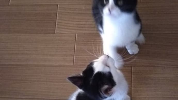 仔猫達 踏ん張りました。