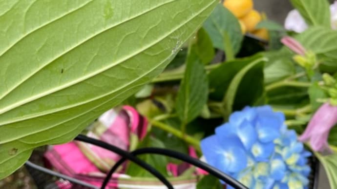 優曇華の花咲く頃
