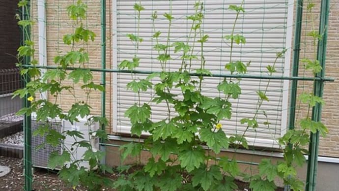 地植えして1ヶ月後のゴーヤー