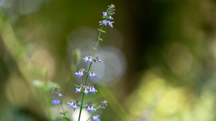 山薄荷