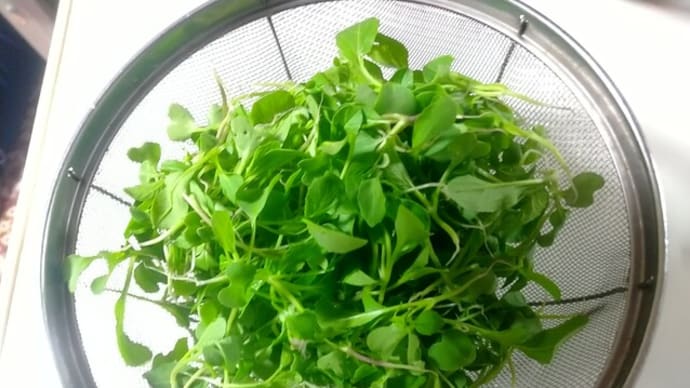 間引き菜「べんり菜」