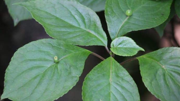 篠窪(しのくぼ)の隣町 くず葉の家で「花筏(はないかだ)の船頭さん」を探す(2022/06/09)