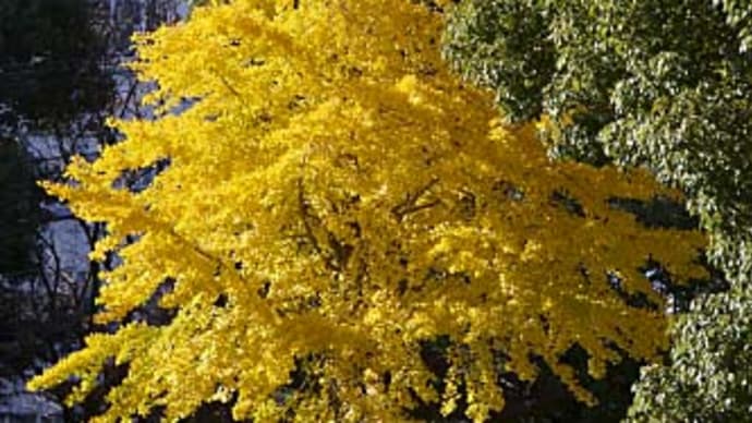 木曜日恒例 相模原公園 11月-4