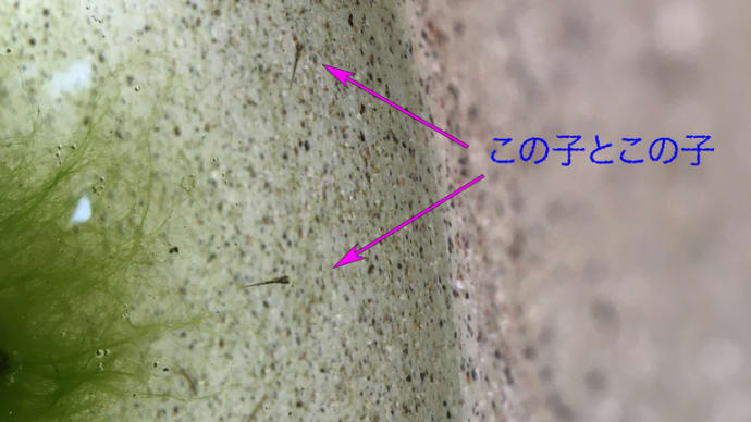 ベイビーめだかちゃん、その後