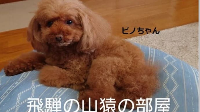 ★舩後靖彦の国会質問！参議院 国民生活調査会 参考人質疑 （2月21日15:32頃～）